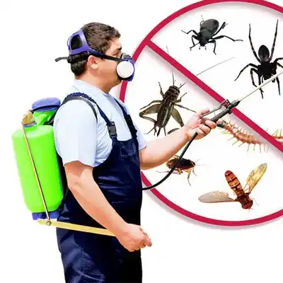 pest control Sibley